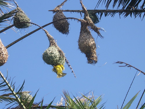 Masked Weaver and nests