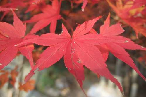 Red in Kyoto