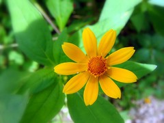Macro Little Yellow Flower