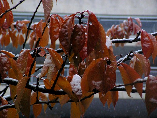 feuilles sous la neige