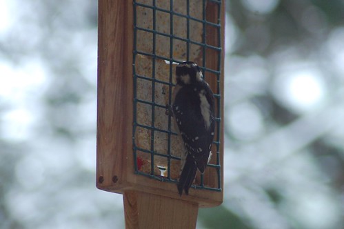 Female Downy Woodpecker and suet