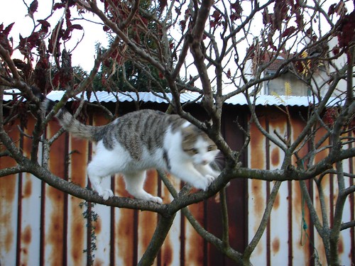 The cat on the tree