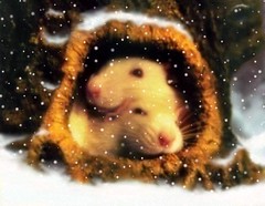 Winter Rats
