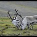 Svalbard reindeer (R.tarandus platyrhynchus)