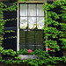 Boston - Beacon Hill Ivy, Window and a Rose