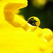 my garden in a droplet..