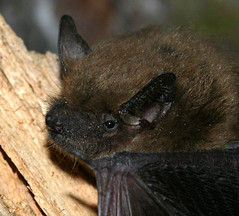 Big Brown Bat--detail of head