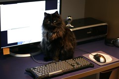 black cat obscures the monitor - _MG_1763.JPG