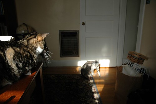 Cat Shadows