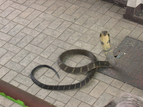 king cobra snakes