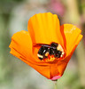 Bee in the Poppy
