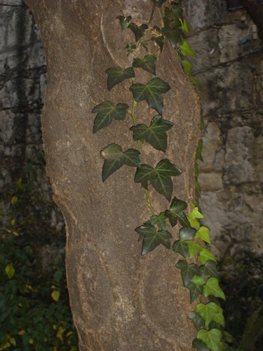 Ivy climbing up a tree