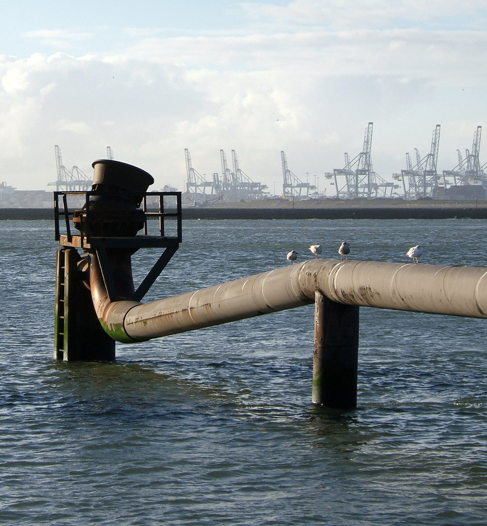 seagulls on pipeline