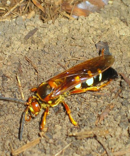 A cicada-killer wasp building