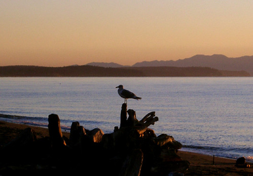 Seagull sunset