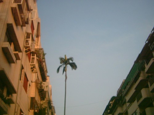 coco tree