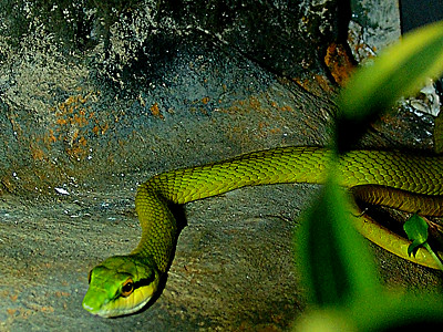 Lora Snake snake