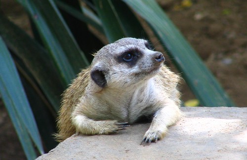 Lazy Meerkat on a hot, summer day