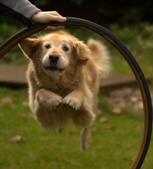 dog jumping through hoop
