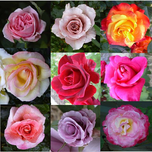 9 roses of my love