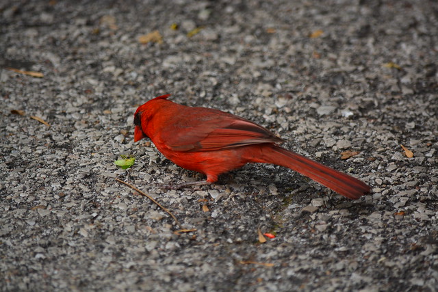 Hungry Male Cardinal (DSC_0500)