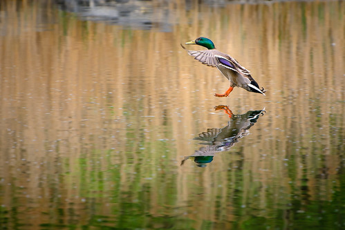 Landing Duck ©  kuhnmi