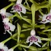 Epidendrum scriptum – Lisa Humphreys