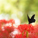 Black swallowtail butterfly and red spider lily