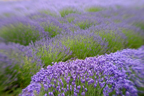 Lavender by kathyv