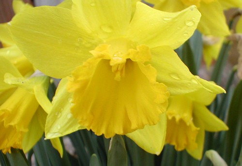 daffodils poem by william wordsworth. Daffodils Poem William