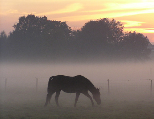 haze with horse by eÂ³Â°Â°Â°, on Flickr