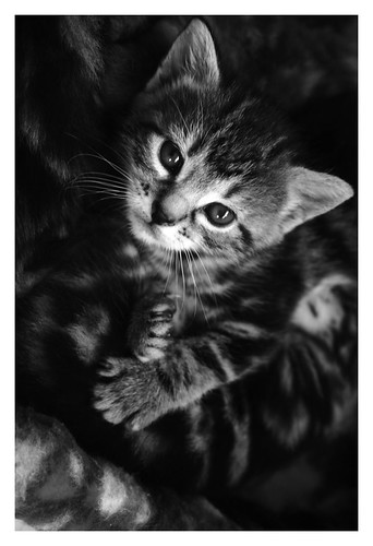 Black And White Kitty Pictures. kitten - lack amp; white