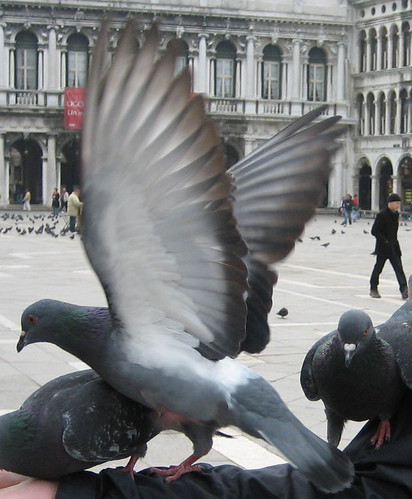 pigeon detail