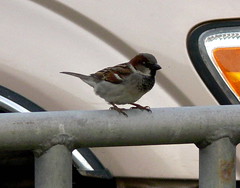 Male English Sparrow On Rail