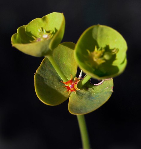 Euphorbia serrata; lechetierna,  rechiruela