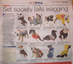 Dog Coats in Metro Newspaper