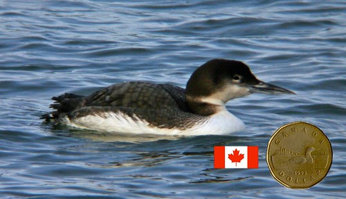 common loon. Common Loon (The Canadian
