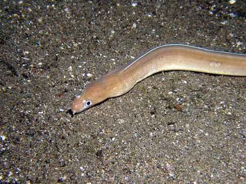 Unicolour snake moray eel (Uropterygius concolor)