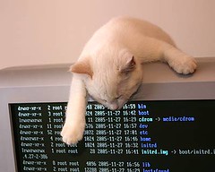 Cats love linux