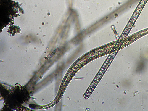 One of the Heron's Head ciliates gliding along at 400x