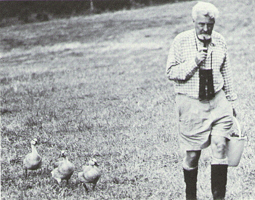 Konrad Lorenz. Imprinting in ducks