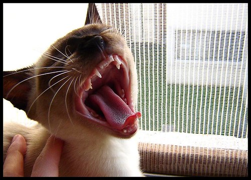Gato gritando