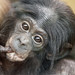 Cute bonobo baby with thumb in the mouth