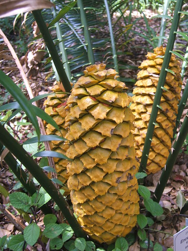 Encephalartos cones