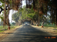 Banyan Trees: Tunnel Effect