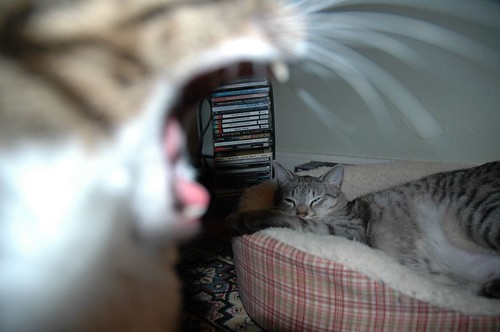 Cat yawn in profile