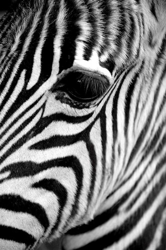 Madagascar · Zimbabwe portrait · Zebra's eye [Portfolio Magazine] 