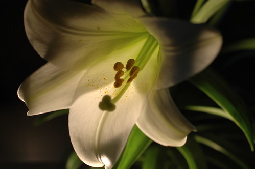 images of easter lilies. Easter Lily
