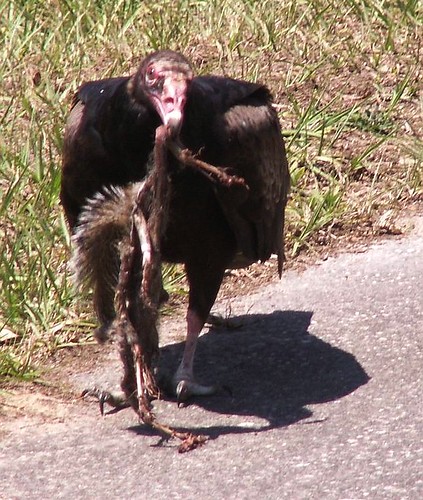 Turkey Vulture 16