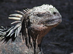 iguana of sea